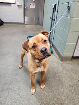 TAJ -  Mixed Breed Dog for Adoption in Jacksonville, Florida - TAJ | PetCurious