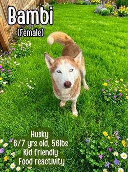 Bambi -  Siberian Husky Dog for Adoption in Lancaster, Kentucky - Bambi | PetCurious