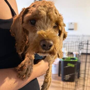 672 (2026) Teddy -  Miniature Poodle and Mixed Breed Dog for Adoption in Parker, Colorado - 672 (2026) Teddy | PetCurious