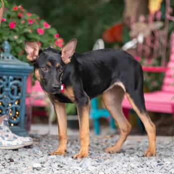 Pink -  Shepherd Dog for Adoption in Wake Forest, North Carolina - Pink | PetCurious