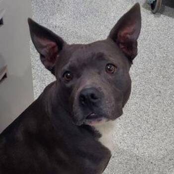 Ziggy -  Pit Bull Terrier and Mixed Breed Dog for Adoption in Lake Havasu City, Arizona - Ziggy | PetCurious