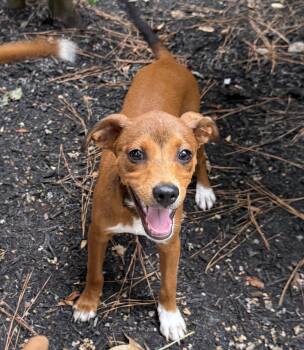 Franz -  Terrier and Chihuahua Dog for Adoption in The Woodlands, Texas - Franz | PetCurious
