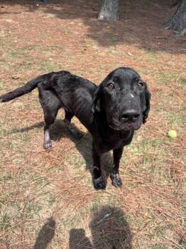 Cecelia -  Labrador Retriever and Hound Dog for Adoption in Little Rock, Arkansas - Cecelia | PetCurious