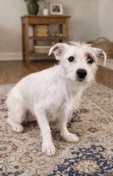 Maltese and Cairn Terrier Dogs Available for Adoption - Nora | PetCurious