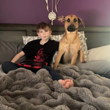 Scarlet -  German Shepherd Dog Dog for Adoption in Quinton, Alabama - Scarlet | PetCurious