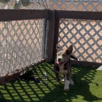 Zeus -  Golden Retriever and Australian Shepherd Dog for Adoption in Phoenix, Arizona - Zeus | PetCurious