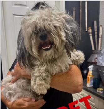 Muppet -  Lhasa Apso and Shih Tzu Dog for Adoption in Valrico, Florida - Muppet | PetCurious