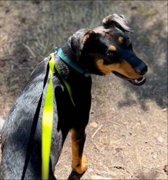Cinderella -  Doberman Pinscher Dog for Adoption in Thompson Falls, Montana - Cinderella | PetCurious