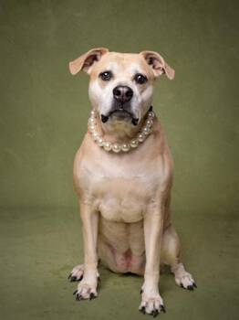 Mixed Breed Dogs Available for Adoption - Ahri | PetCurious