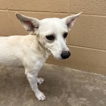 Lavender -  Chihuahua Dog for Adoption in Ojai, California - Lavender | PetCurious