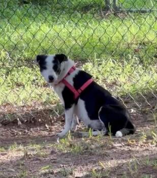 Betty Boop -  Mixed Breed Dog for Adoption in Brookshire, Texas - Betty Boop | PetCurious