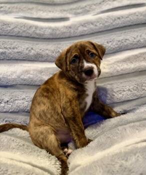 Mixed Breed Dogs Available for Adoption in Wilmington Island, Georgia - Spud Muffin | PetCurious