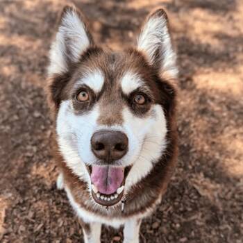 Alaska (FKA Shiloh) -  Australian Shepherd and Siberian Husky Dog for Adoption in Aldie, Virginia - Alaska (FKA Shiloh) | PetCurious