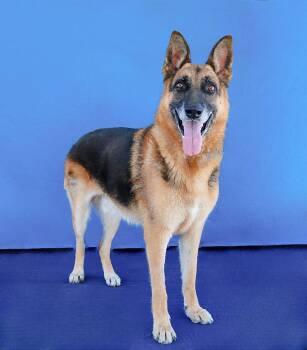ZARKO -  German Shepherd Dog Dog for Adoption in Pasadena, California - ZARKO | PetCurious