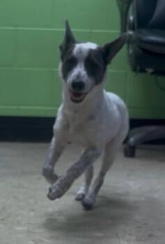 Border Collie and Terrier Dogs Available for Adoption in Pasco, Washington - Walley | PetCurious