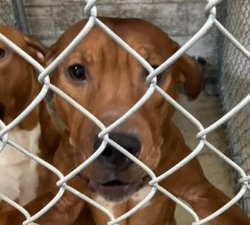 Rescue Pit Bull Terrier and Hound Dogs for Adoption in Warrenton, Oregon - Bacon (Lucifer) | PetCurious