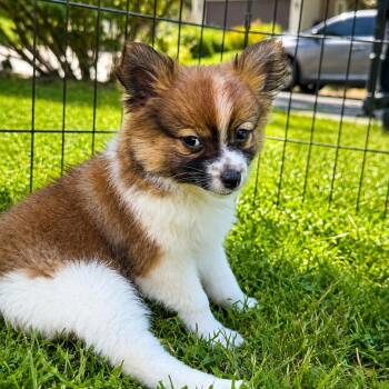 Pingyang -  Pomeranian and Manchester Terrier Dog for Adoption in Silver Spring, Maryland - Pingyang | PetCurious