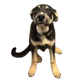 Shepherd Dogs Available for Adoption in Red Bluff, California - Linus | PetCurious