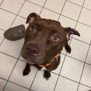 Mixed Breed Dogs Available for Adoption - Syrinx | PetCurious