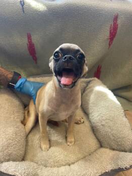 Colin -  Pug and Chihuahua Dog for Adoption in Gardena, California - Colin | PetCurious