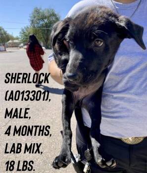Sherlock -  Labrador Retriever and Border Collie Dog for Adoption in Estes Park, Colorado - Sherlock | PetCurious