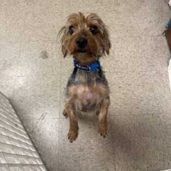 Yorkshire Terrier Dogs Available for Adoption in Homewood, Illinois - Ethan | PetCurious