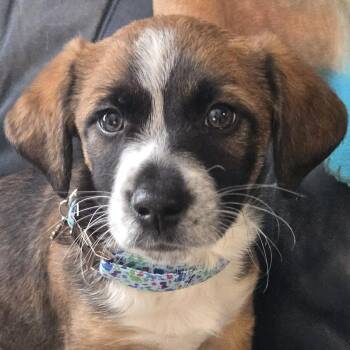 Mixed Breed Dogs Available for Adoption in Normal, Illinois - Cubbi | PetCurious