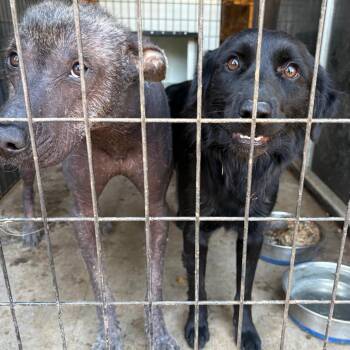 Bella -  Xoloitzcuintli Mexican Hairless Dog for Adoption in Lakehead, California - Bella | PetCurious