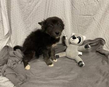 German Shepherd Dog and Siberian Husky Dogs Available for Adoption in Modesto, California - A610262 | PetCurious