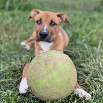 Shellington -  Mixed Breed Dog for Adoption in Brownsboro, Alabama - Shellington | PetCurious
