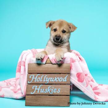Millie - Shepsky -  Shepherd and Husky Dog for Adoption in Los Angeles, California - Millie - Shepsky | PetCurious