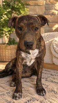 DROGO #2 -  Pit Bull Terrier and Australian Cattle Dog Blue Heeler Dog for Adoption in Chandler, Arizona - DROGO #2 | PetCurious