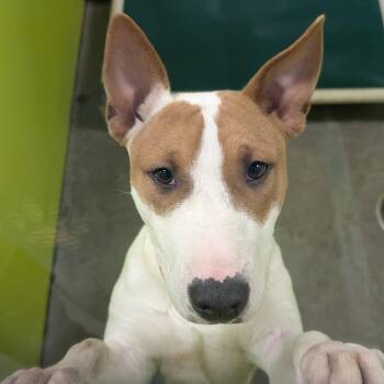Quincy (Ross) -  Bull Terrier Dog for Adoption in Spokane, Washington - Quincy (Ross) | PetCurious