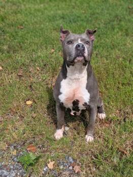 Chunk -  Pit Bull Terrier Dog for Adoption in Springfield, Tennessee - Chunk | PetCurious