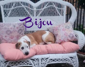 Rescue Hound Dogs for Adoption in Elburn, Illinois - Bijou | PetCurious