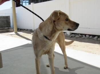 Rescue Golden Retriever Dogs for Adoption in Yucca Valley, California - Joy | PetCurious