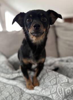 Chihuahua and Dachshund Dogs Available for Adoption in Davis, California - Bailey | PetCurious