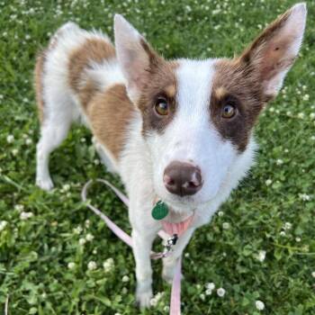 Scout -  Mixed Breed Dog for Adoption in Buffalo, Minnesota - Scout | PetCurious