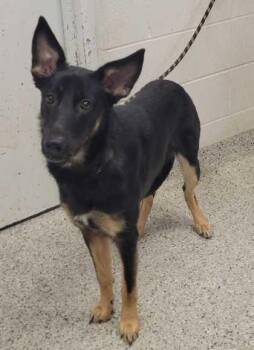 Elka -  German Shepherd Dog and Mixed Breed Dog for Adoption in Kansas City, Missouri - Elka | PetCurious