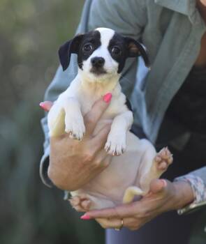 STITCH -  Chihuahua Dog for Adoption in Mechanicsburg, Pennsylvania - STITCH | PetCurious