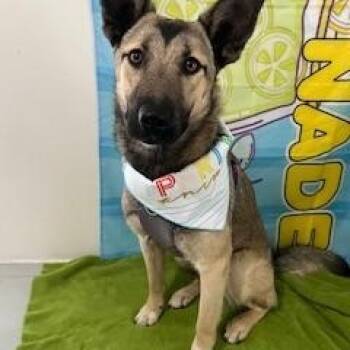 Rescue Shepherd Dogs for Adoption in Yakima, Washington - Hazel | PetCurious