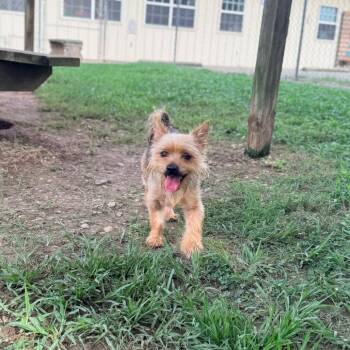 Raymond Ernesto -  Yorkshire Terrier Dog for Adoption in Carencro, Louisiana - Raymond Ernesto | PetCurious