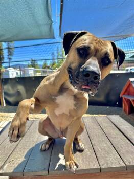 TOBY -  Bullmastiff and Mixed Breed Dog for Adoption in Frisco, Colorado - TOBY | PetCurious