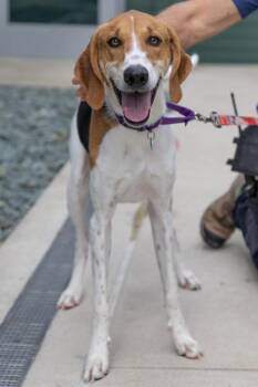 ROSCOE -  Foxhound and Mixed Breed Dog for Adoption in Leesburg, Virginia - ROSCOE | PetCurious