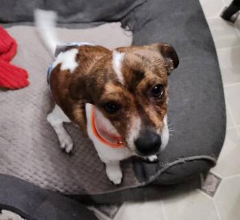 Chihuahua and Mixed Breed Dogs Available for Adoption - Hugh | PetCurious