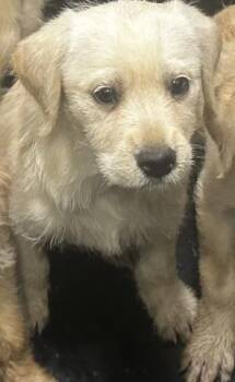 Labrador Retriever and Mixed Breed Dogs Available for Adoption - BIRDIE | PetCurious