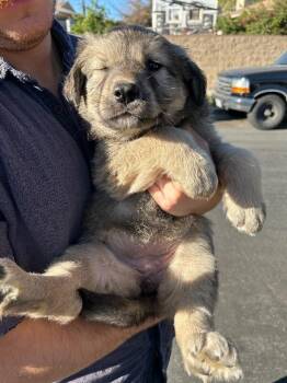 Golden Retriever and Great Pyrenees Dogs Available for Adoption - Blush | PetCurious