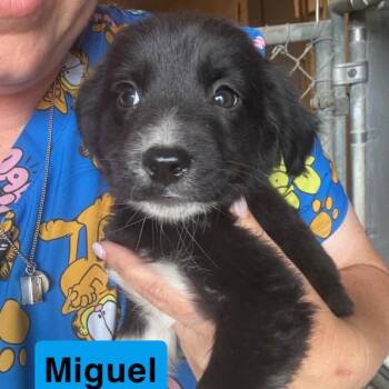 Miguel -  Australian Shepherd and Mixed Breed Dog Available for Adoption in Hondo, Texas - Miguel | PetCurious