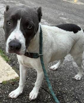 Timber -  Mixed Breed Dog for Adoption in Gainesville, Florida - Timber | PetCurious