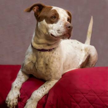 American Staffordshire Terrier and Pointer Dogs Available for Adoption - Birdie | PetCurious